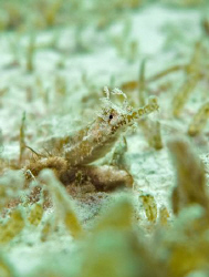 Whiskered Pipefish taken with a Canon G9. by James Dawson 